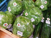 ６月の野菜　レタス