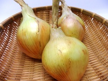 ６月のおススメ野菜(1)　花にら・タマネギ・レタス