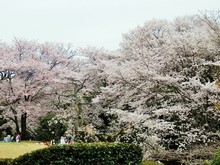 道の駅近隣 桜の名所(3)童子山公園