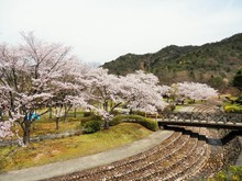 道の駅近隣 桜の名所(2)日時計の丘公園