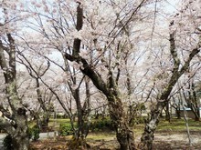 道の駅近隣 桜の名所(1)西脇公園